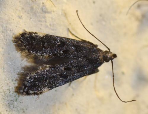 Dichomeris alacella